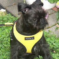 A black rough Brussels Griffon wearing a yellow Soft Harness.