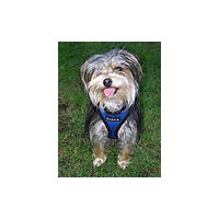 A furry little dog with its tongue showing and wearing the blue Soft Harness.