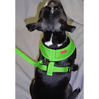 A Boston Terrier showing the top side of the green Soft Harness.