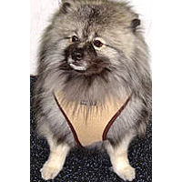 A Keeshond wearing the beige Soft Harness.
