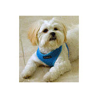 A small, furry white dog wearing a light blue Soft Harness.