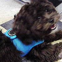 A furry black dog wearing the light blue Soft Vest.