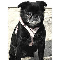 A black smooth Brussels Griffon wearing the pink Spiked Leather Harness.