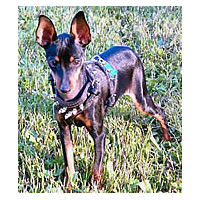 A Miniature Pinscher wearing the black Spiked Leather Harness.