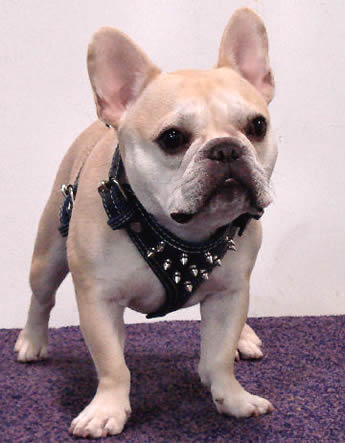 A fawn French Bulldog  showing the front of the black Spiked Leather Harness.