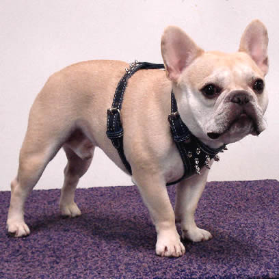 A fawn French Bulldog wearing the black Spiked Leather Harness.