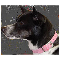 A black and white dog wearing the Pink Embossed Suede Collar.