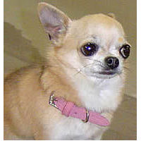A tan Chihuahua wearing the Pink Embossed Suede Collar.