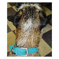 A Border Terrier wearing the Embossed Suede Collar in Turquoise.