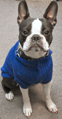 A Boston Terrier wearing the Solid Turtleneck Sweater in blue.