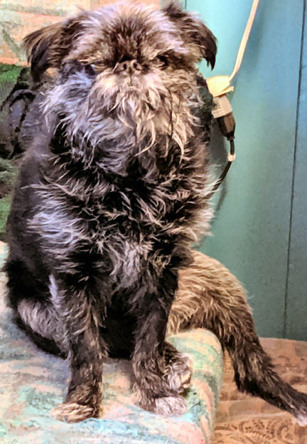 A black Brussels Griffon sitting to illustrate the Reactive Dog Recipe.