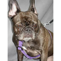 A brindle French Bulldog wearing the purple Standard Harness by Timberwolf.