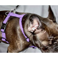 A brindle French Bulldog showing the top and side of the Standard Harness by Timberwolf.
