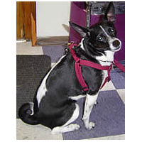 A black and white dog showing the side view of the Timberwolf Step-in Harness.