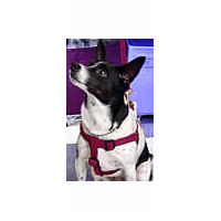 Black and white dog named Cookie wearing the Timberwolf matching harness.