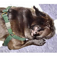 A brindle French Bulldog showing the top view of the Timberwolf Step-in Harness.