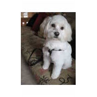 A fluffy white dog wearing the Timberwolf Step-In Harness.