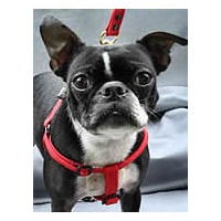 Front view of a Boston Terrier wearing the red Rope Step-In Harness.