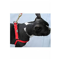 Top and side view of a Boston Terrier wearing the red Rope Step-in Harness.
