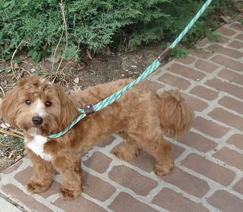A tan and white furry dog showing the Twist Martingale Dog Walker Collar and Leash combo.