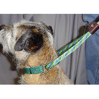 A Border Terrier showing the Twist Martingale Dog Walker lead.
