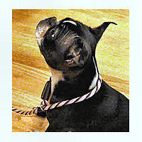 A Boston Terrier wearing the Twist Slip Lead in Pink Mocha.