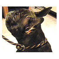 A brindle French Bulldog wearing the Twist Slip Lead.