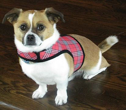 A tan and white dog showing the front of the red plaid Wrap-N-Go Harness.