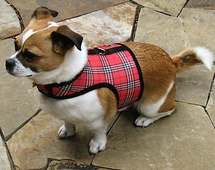 A tan and white dog showing the side and top of the red plaid Wrap-N-Go Harness.