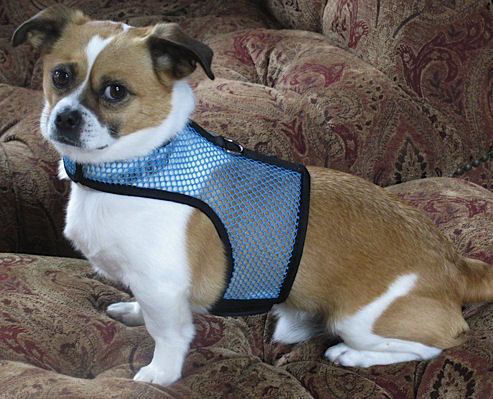 A white and tan dog wearing a turquoise net Wrap-N-Go Harness.