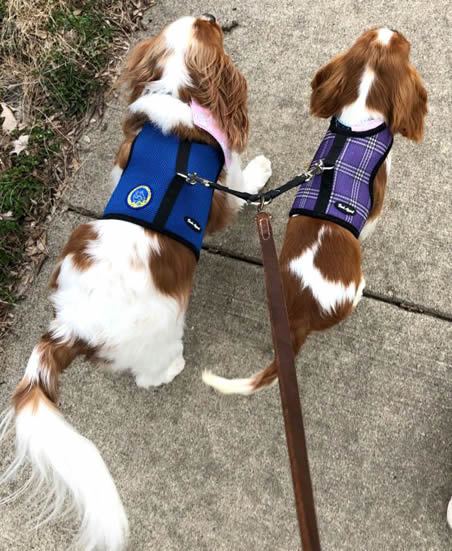 Two Cavalier King Charles Spaniels wearing the blue and lavender plaid Wrap-N-Go Harnesses, using the leash coupler.