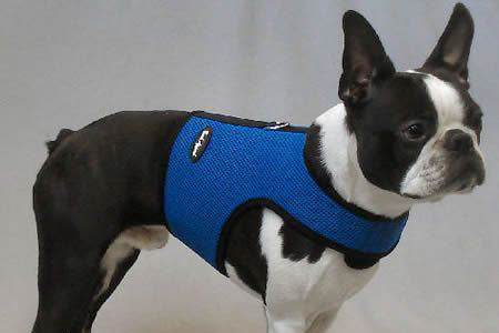 A Boston Terrier standing in the blue mesh Wrap-N-Go Harness.
