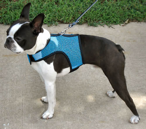 A Boston Terrier wearing the Turquoise Net Wrap-N-Go harness.