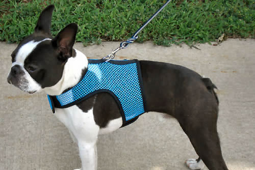 A Boston Terrier showing the side of the turquoise net Wrap-N-Go Harness.