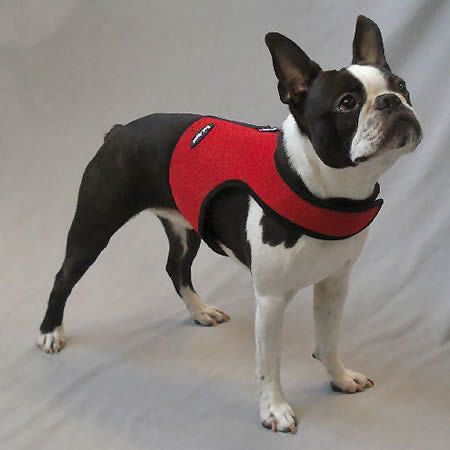A Boston Terrier wearing the red Wrap-N-Go harness.