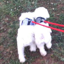 Two fuzzy white dogs out for a walk wearing Wrap-N-Go harnesses.