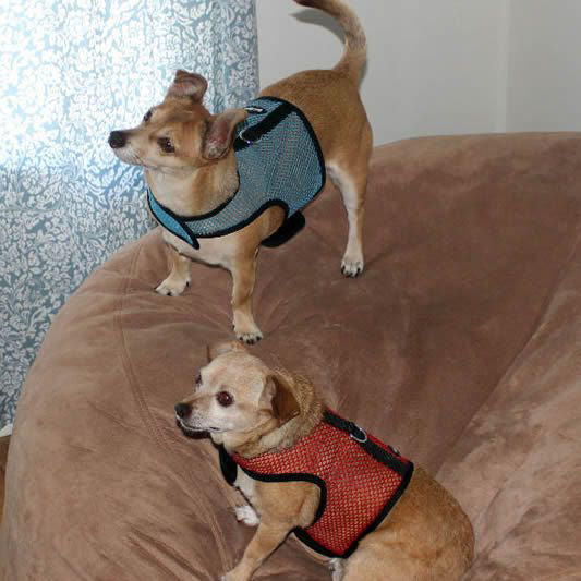 Two small tan dogs wearing the Turquoise and Red Net Wrap-N-Go harnesses.