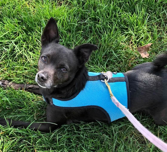 A small black dog wearing the turquoise mesh Wrap-N-Go harness.