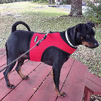 A small black and tan dog wearing the red mesh Wrap-N-Go Harness.