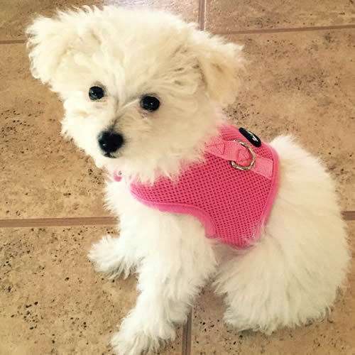 A white fuzzy dog wearing the pink mesh Wrap-N-Go harness.