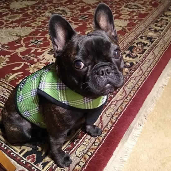 A brindle French Bulldog wearing the Green Plaid Wrap-N-Go Harness.