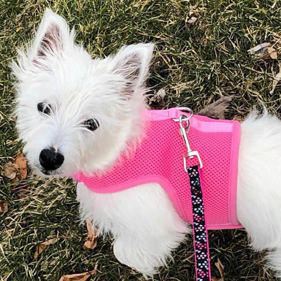 A Westie wearing the pink mesh Wrap-N-Go Harness.