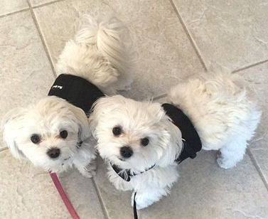 Two white, fuzzy dogs wearing the black mesh Wrap-N-Go harness.