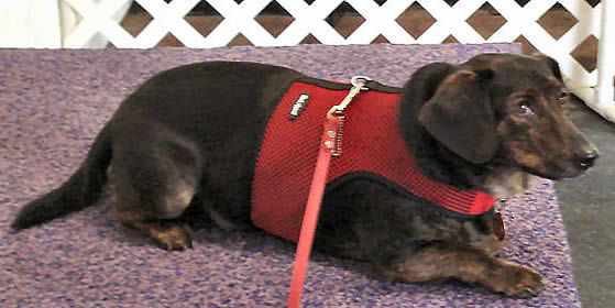 A brown Dachshund lying down in the red mesh Wrap-N-Go harness.