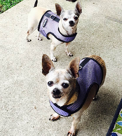 Two Chihuahuas wearing the lavender net Wrap-N-Go Harness.