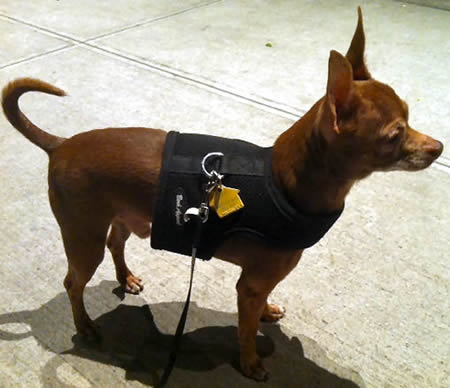 A brown Chihuahua wearing the black mesh Wrap-N-Go Harness.