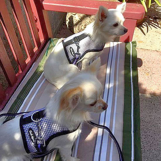 Two light long-haired Chihuahuas wearing the lavender net Wrap-N-Go Harness.