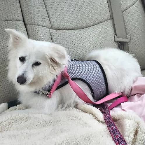 A furry white dog wearing the lavender mesh Wrap-N-Go Harness in the car.