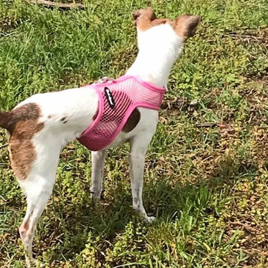 A tan and white little dog wearing the pink net Wrap-N-Go Harness.