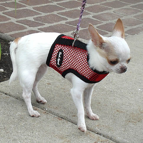 A tan and white Chihuahua wearing the red net Wrap-N-Go Harness.